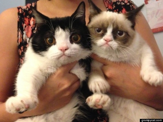 Grumpy Cat
