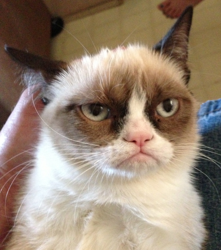 Grumpy Cat