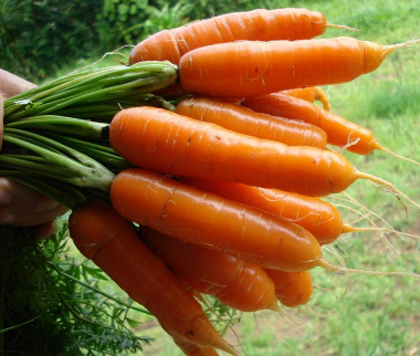 Carrots