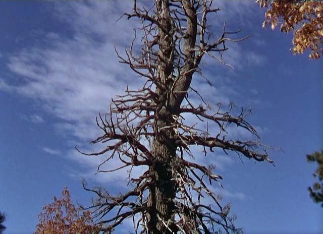 The Trail of the Lonesome Pine                                  (1936)