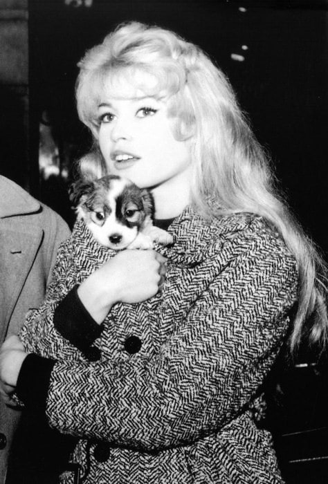 Picture of Brigitte Bardot