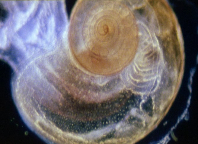 A Zed & Two Noughts (1985)