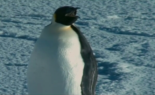 Farce of the Penguins Farce of the Penguins