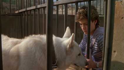 White Dog White Dog