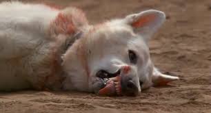 White Dog