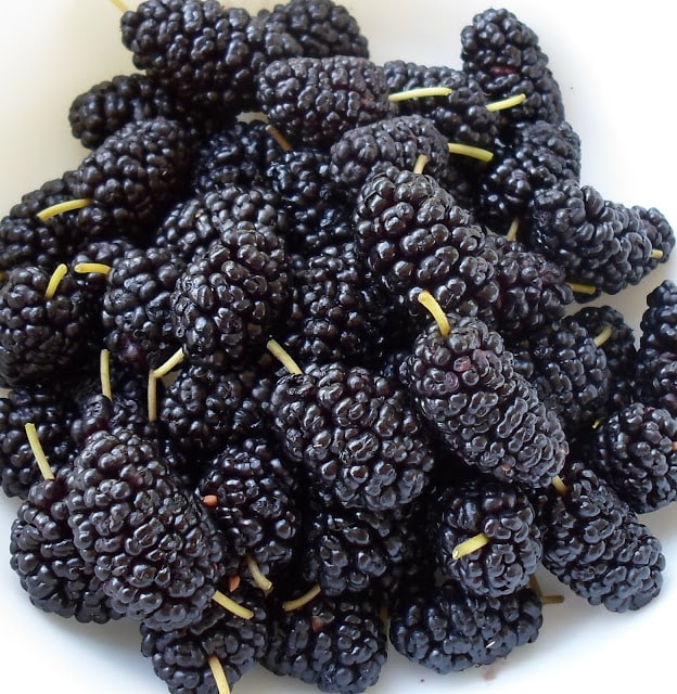 Mulberry