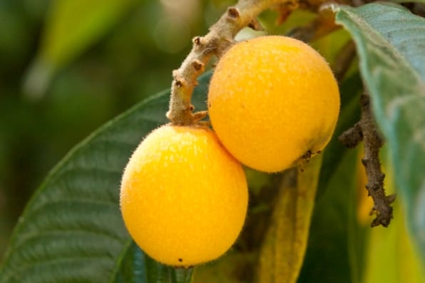 Loquat