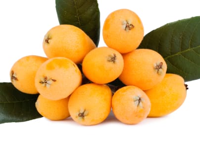 Loquat