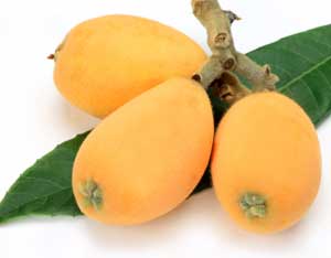 Loquat