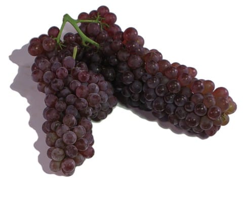 Champagne Grape