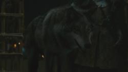 Grey Wind