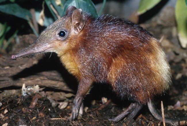 Golden-rumped Elephant Shrew