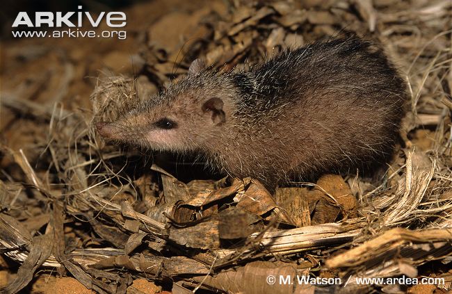 Nimba Otter Shrew