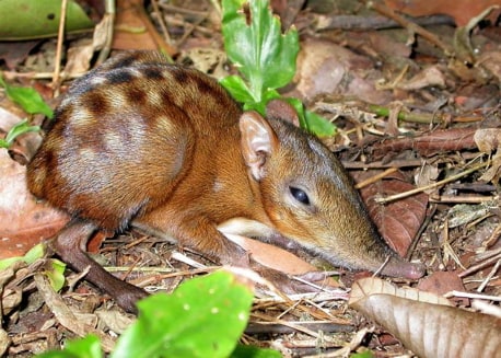 Chequered Elephant Shrew