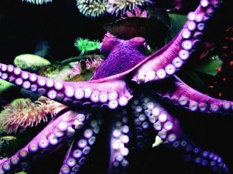 pink and purple reversible octopus