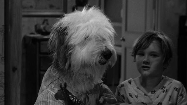The Shaggy Dog The Shaggy Dog