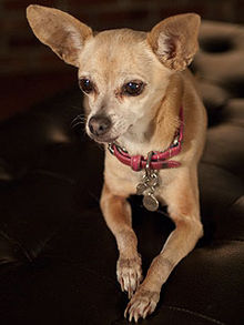 Taco Bell Chihuahua Taco Bell Chihuahua