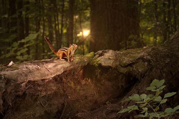 Hidden Kingdoms