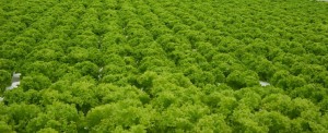Plants Cloning