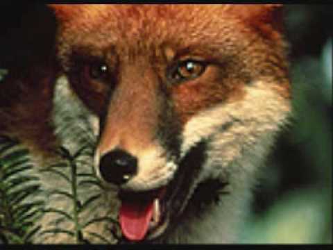 The Belstone Fox The Belstone Fox