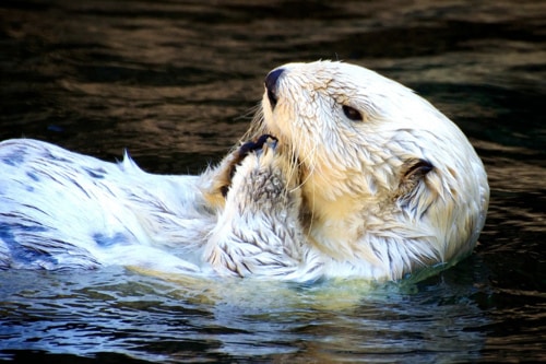 White Sea Otter