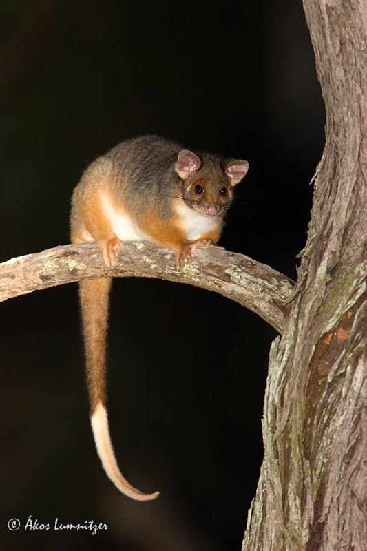 Common Ringtail Possum