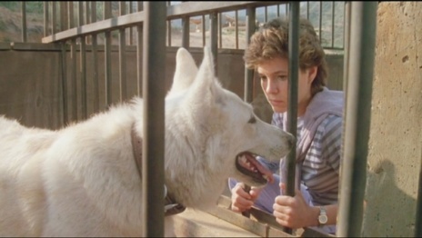 White Dog White Dog