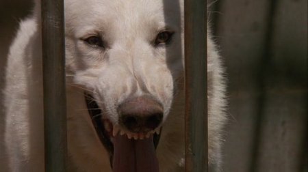 White Dog