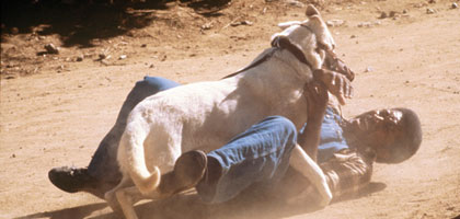 White Dog