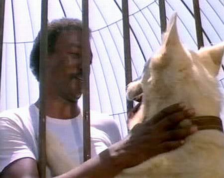 White Dog