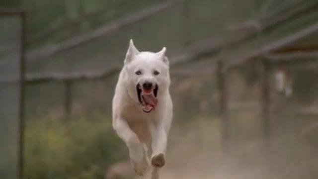 White Dog White Dog
