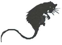 The Rat