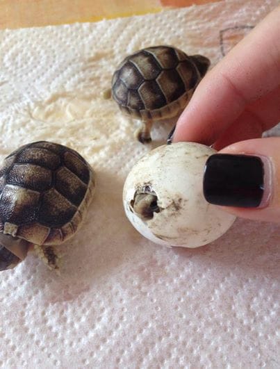 Baby Tortoises hatching