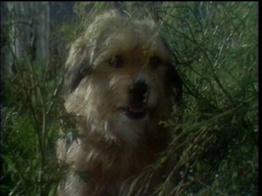 Benji, Zax  the Alien Prince
