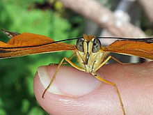 Butterfly Butterfly
