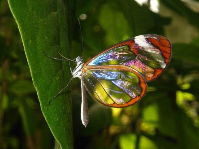 Butterfly Butterfly