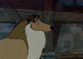 Collie