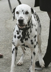 Pongo