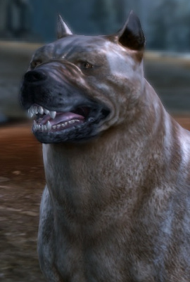 Dog