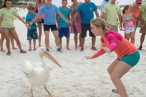 Dolphin Tale 2 Dolphin Tale 2
