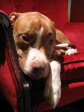 Mack the Dog