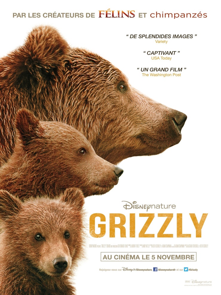 Bears Bears
