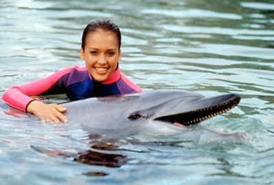 Flipper Flipper