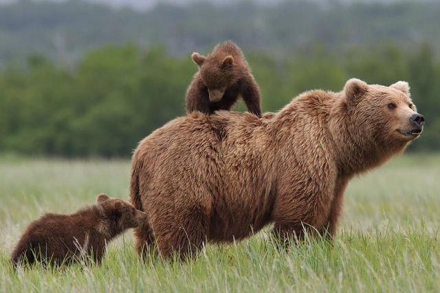 Picture of Bears