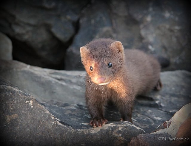 Baby American Mink