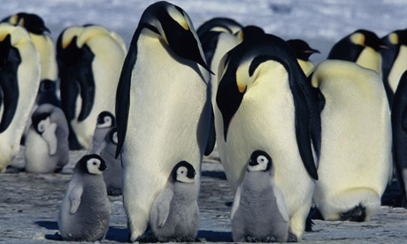 March of the Penguins