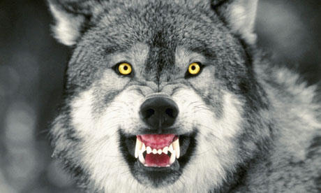 Courage Wolf