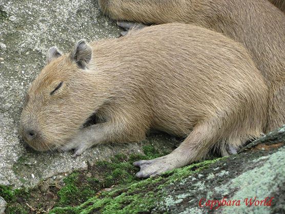 Baby Capybara Napping