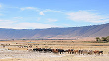 Ngorongoro Conservation Area Ngorongoro Conservation Area