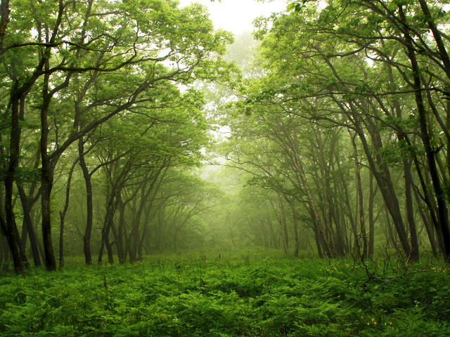 Forest